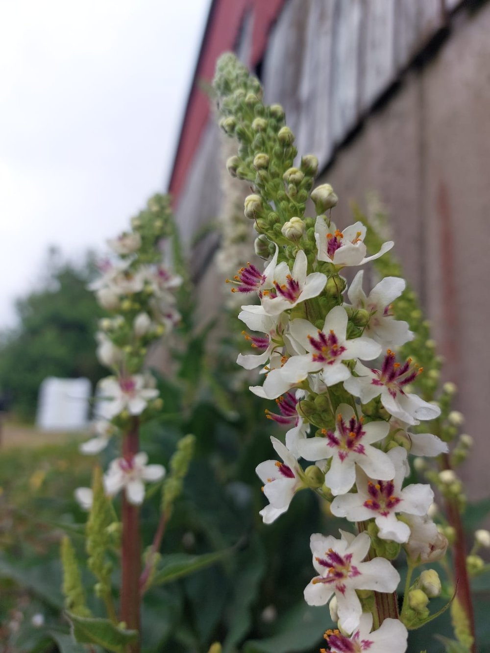 Mullein Wedding Candles Seeds