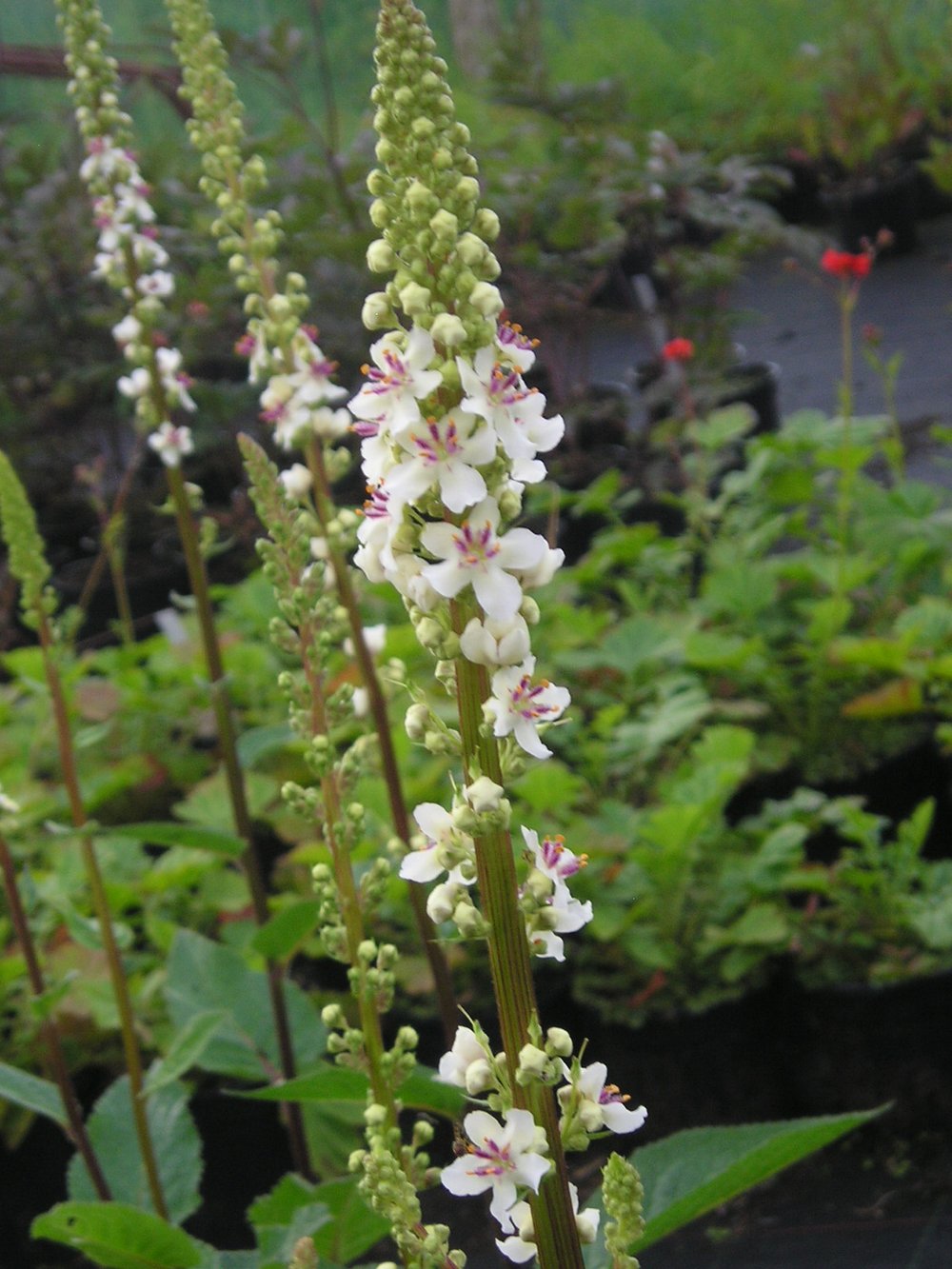 Mullein Wedding Candles Seeds