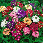 Verbena Open Pollinated heirloom non-gmo garden seeds
