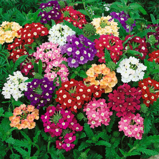 Verbena Open Pollinated heirloom non-gmo garden seeds