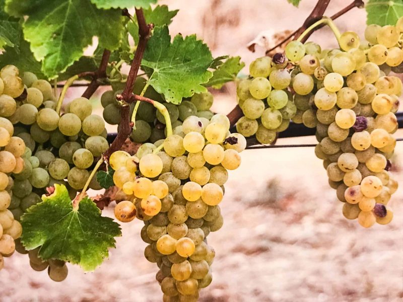 Vernaccia Grape (Vitis vinifera 'Vernaccia') – Premium Italian White Grape for Wine Production and Fresh Eating