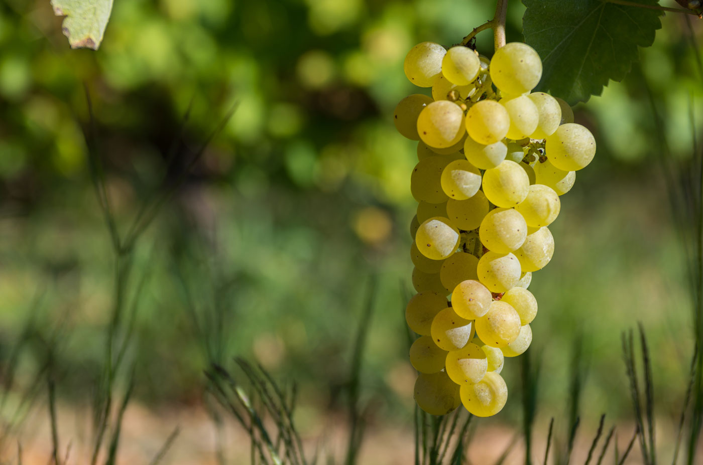 Vernaccia Grape (Vitis vinifera 'Vernaccia') – Premium Italian White Grape for Wine Production and Fresh Eating