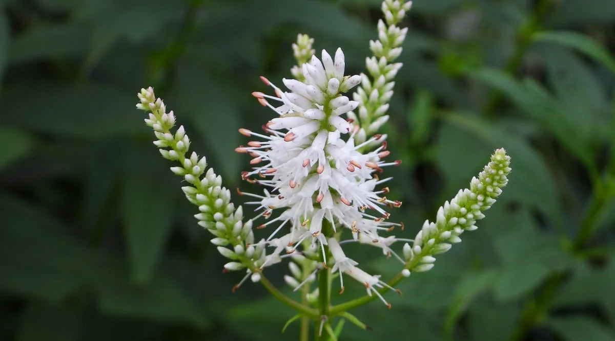 White Culver's Root Plant Seeds for Garden Borders and Landscaping – Fresh Herb for Your Garden