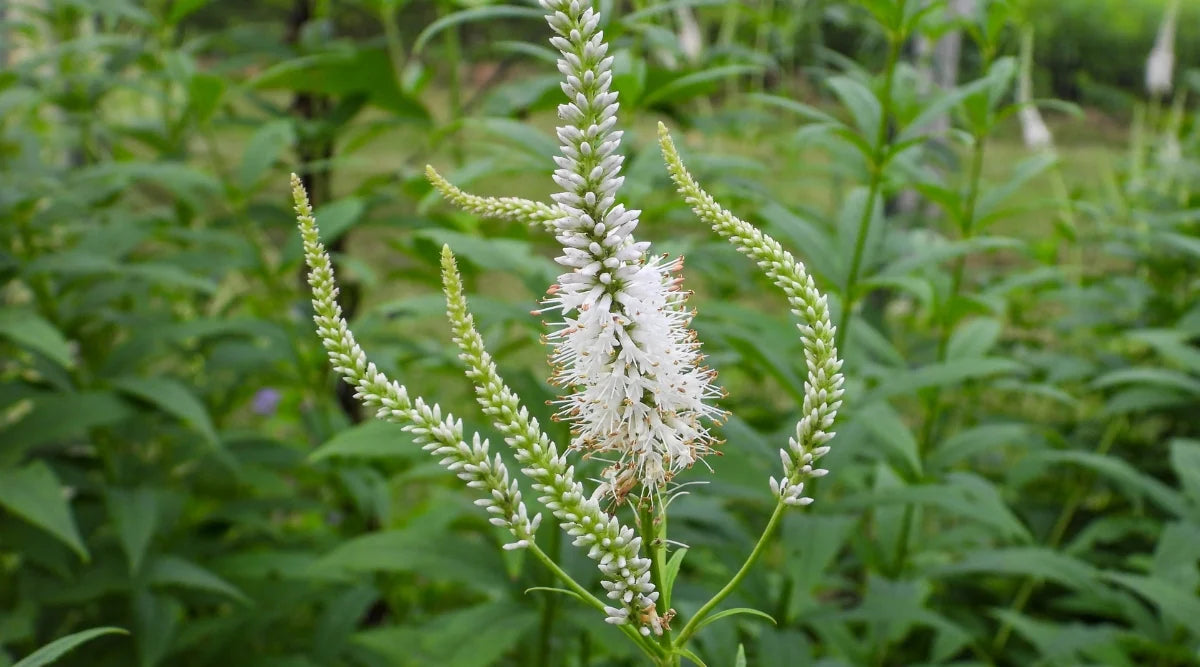 White Culver's Root Plant Seeds for Garden Borders and Landscaping – Fresh Herb for Your Garden