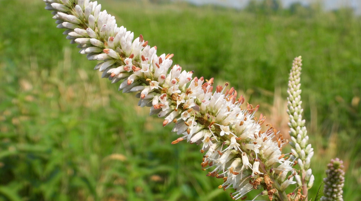 White Culver's Root Plant Seeds for Garden Borders and Landscaping – Fresh Herb for Your Garden