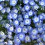 Very Ornamental, Moisture Loving, High Quality Variety Ellisiophyllum Maxim Flower heirloom non-gmo organic garden seeds