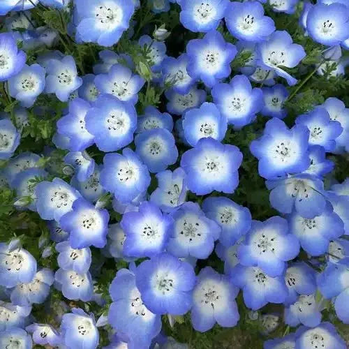 Very Ornamental, Moisture Loving, High Quality Variety Ellisiophyllum Maxim Flower heirloom non-gmo organic garden seeds
