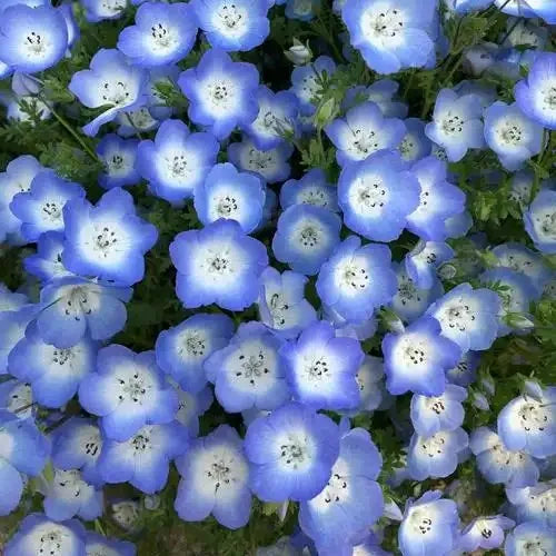 Very Ornamental, Moisture Loving, High Quality Variety Ellisiophyllum Maxim Flower – Heirloom, Non-GMO, High Germination Organic Garden Seeds