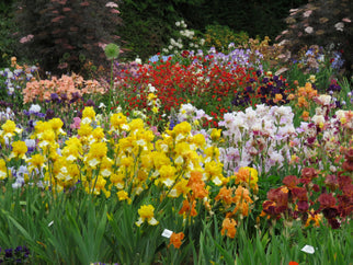 Vested Interest Tall Bearded Iris