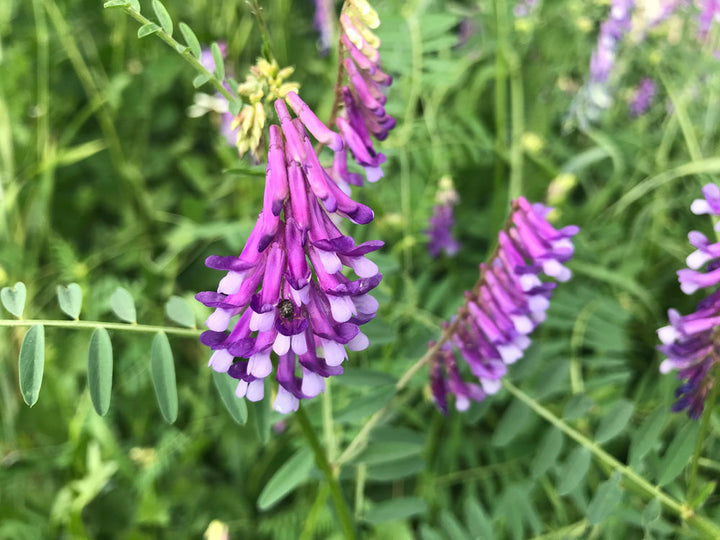 Purple Hairy Vetch Flower Seeds for Planting - 100 pcs