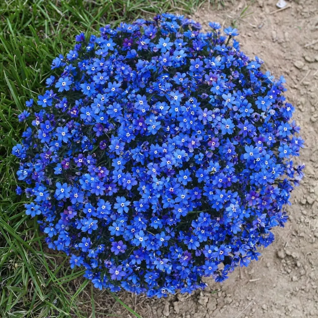 Aubrieta Blue Rock Cress Seeds for Planting - NON GMO Seeds Dhara Seeds