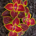 Stunning vibrant red Wizard Scarlet Coleus foliage in a container in a shady garden.