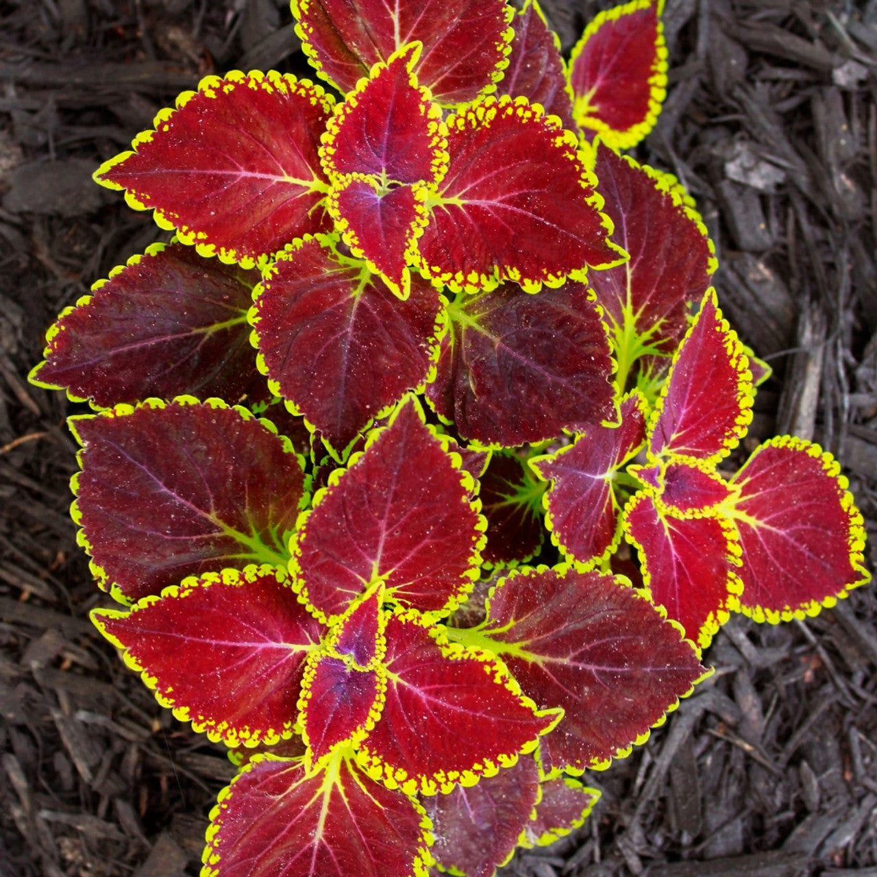 Stunning vibrant red Wizard Scarlet Coleus foliage in a container in a shady garden.