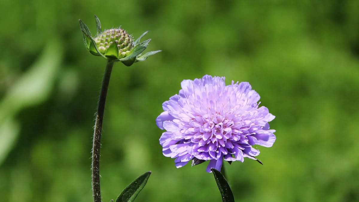 Heirloom Non-GMO Scabiosa Flower Seeds for Planting – Fragrant Pollinator-Friendly Garden Blooms - Non-GMO for planting in home garden