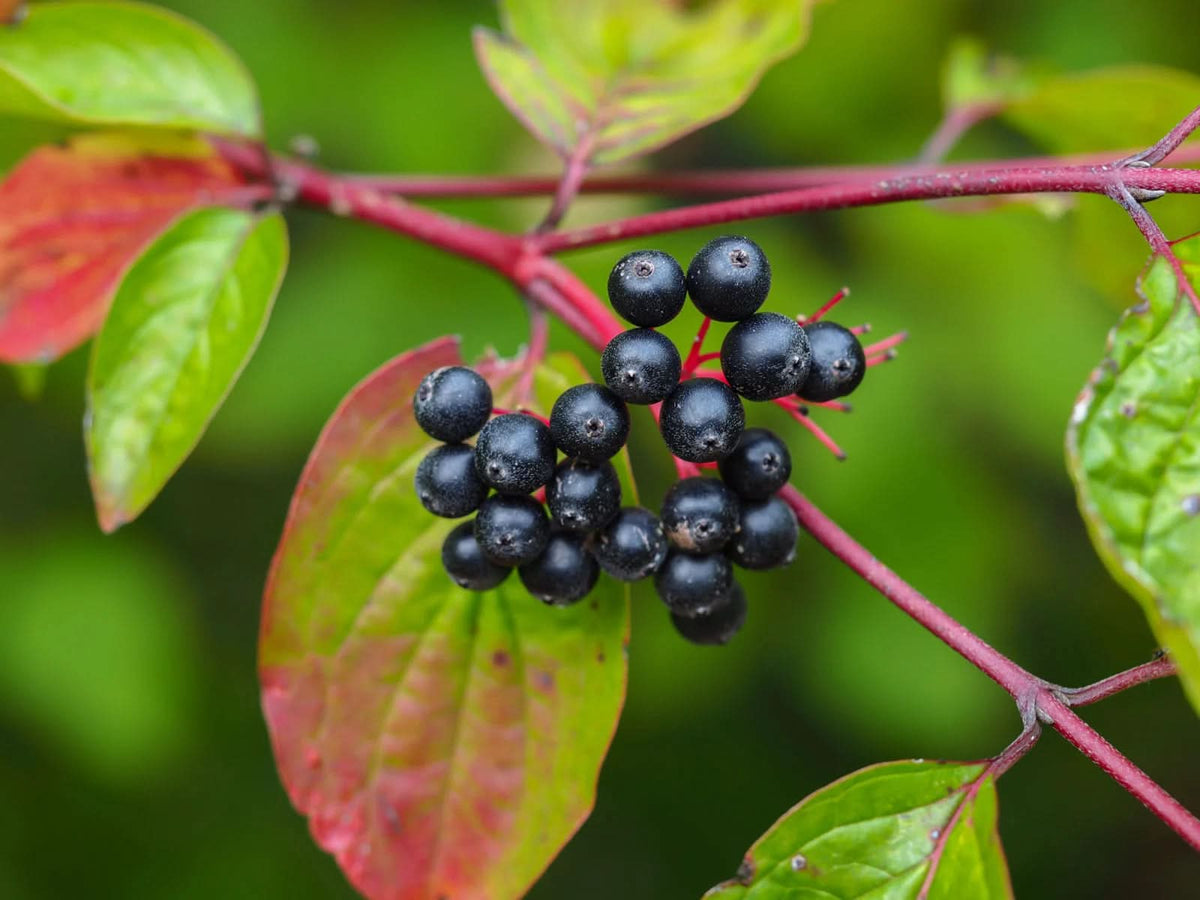 Heirloom nanny berry fruit seeds