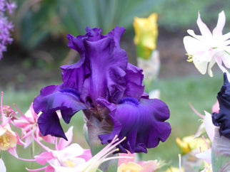 Vicar Tall Bearded Iris