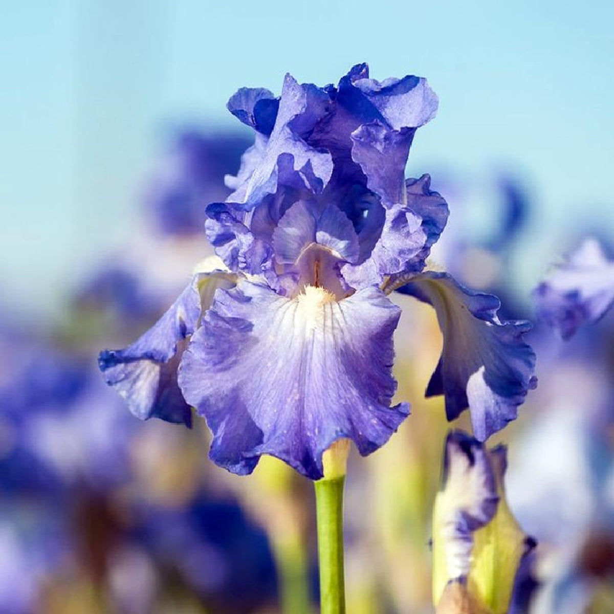 EXOTIC BEARDED IRIS SEEDS for Garden Perennial Flower Plant - US Grown Seeds – Heirloom, Non-GMO, High Germination Organic Garden Seeds