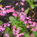 Mass planting of Victoria Rose Forget-Me-Not creating a pink carpet in a spring garden.