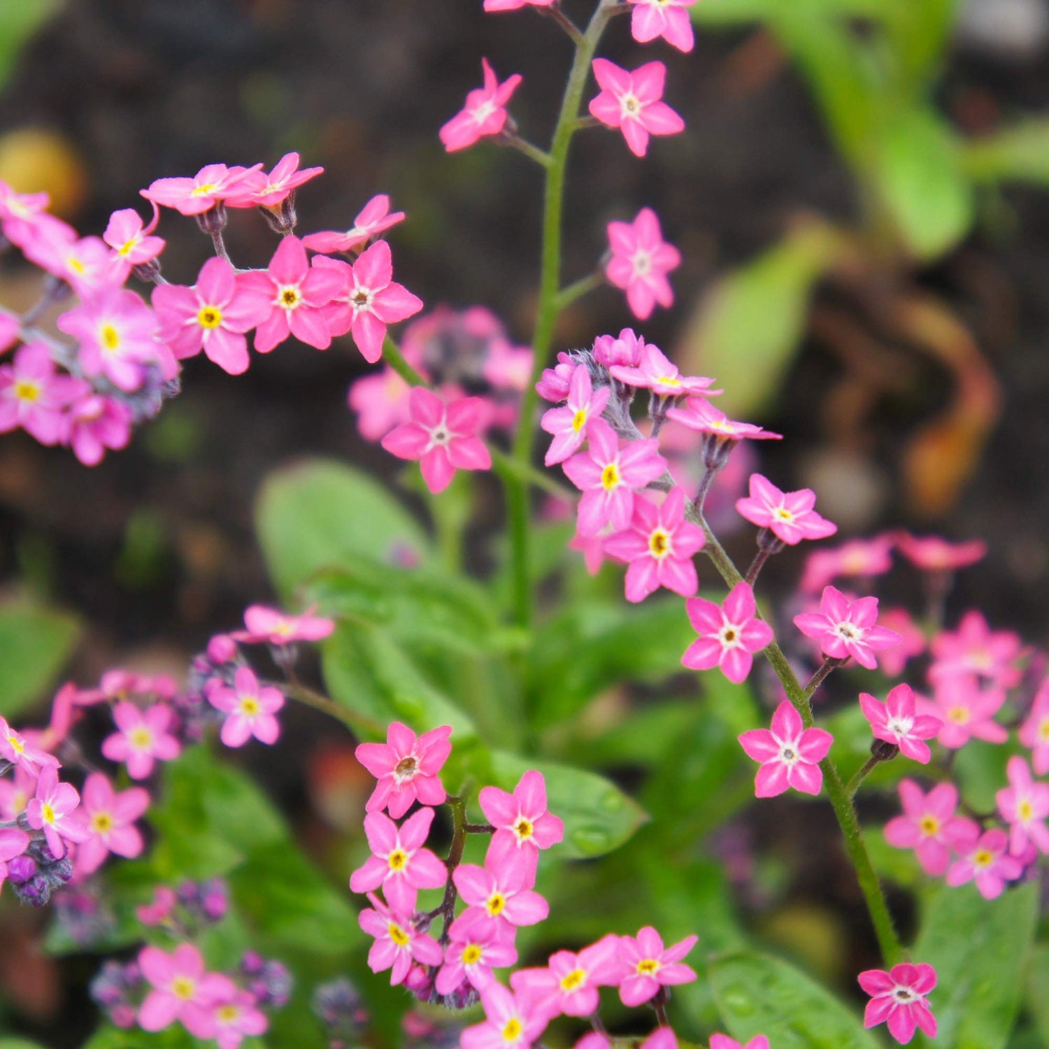 Mass planting of Victoria Rose Forget-Me-Not creating a pink carpet in a spring garden.