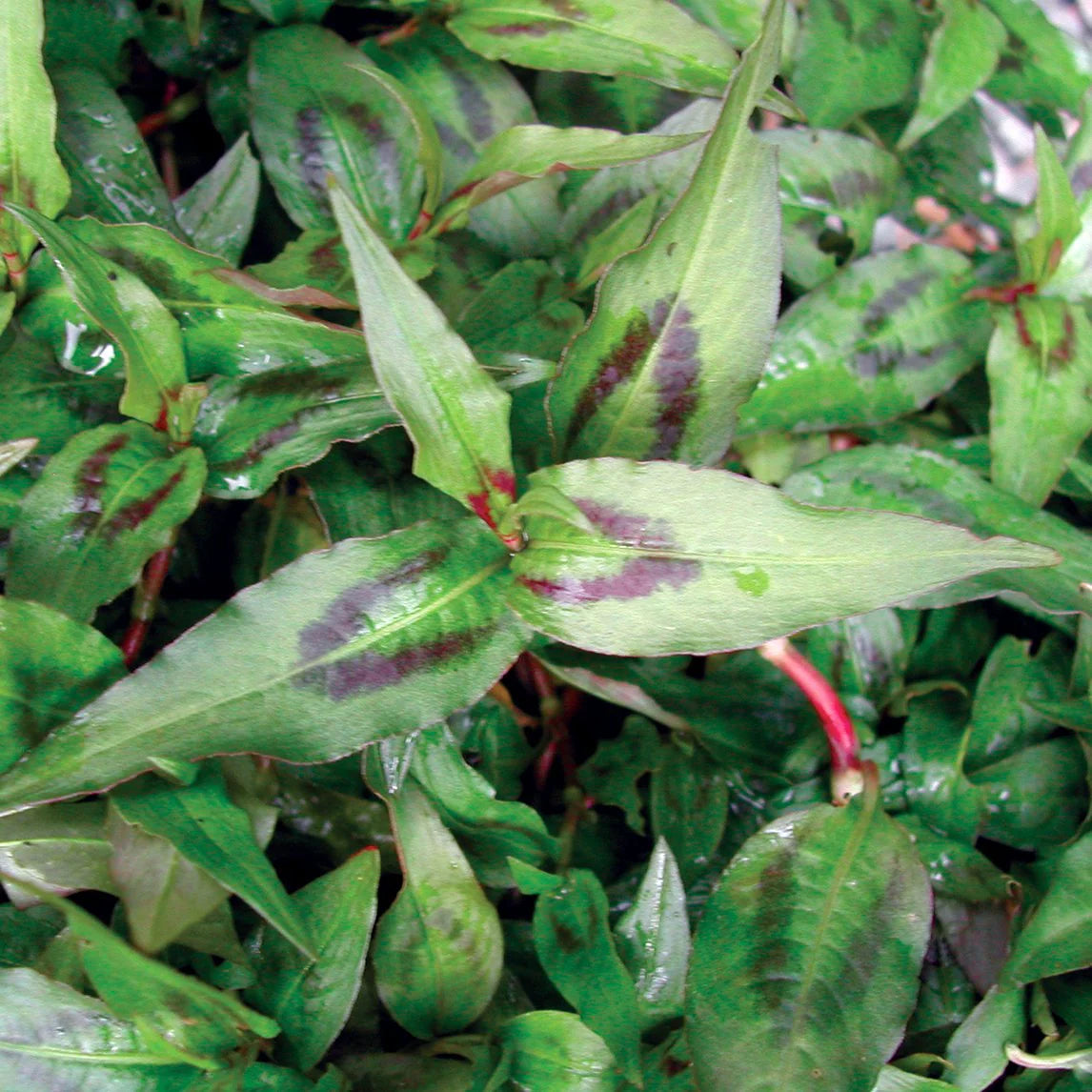 Mature Vietnamese Mint Persicaria odorata plant in a kitchen container