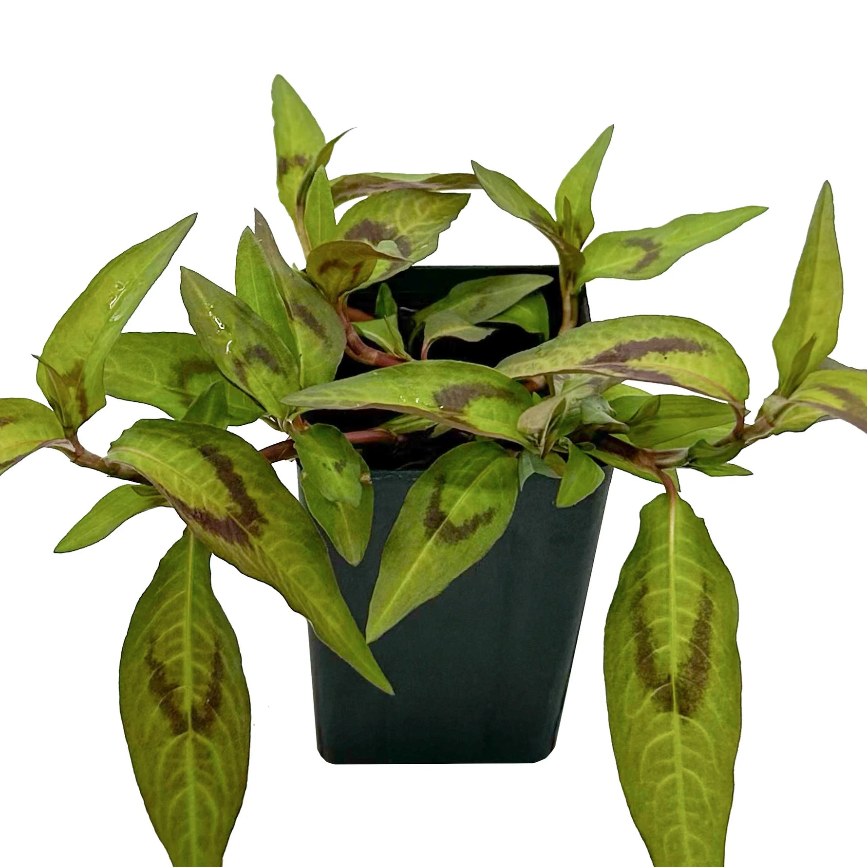 Germination of Vietnamese Mint seeds for indoor containers