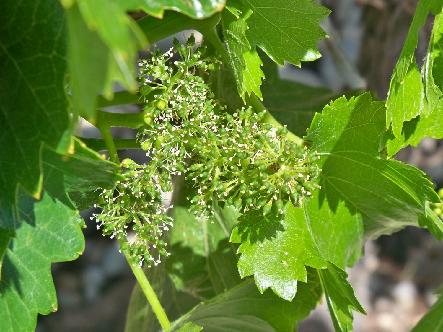 Nocera Grape (Vitis vinifera) Seeds