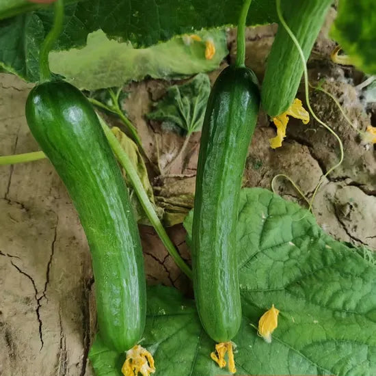 Vigorous Growth Cucumber For Sale heirloom non-gmo organic garden seeds