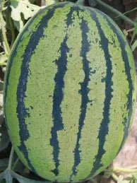 Vigorous Growth Hybrid Watermelon Semillas De Sandia For Sale – Heirloom, Non-GMO, High Germination Organic Garden Seeds
