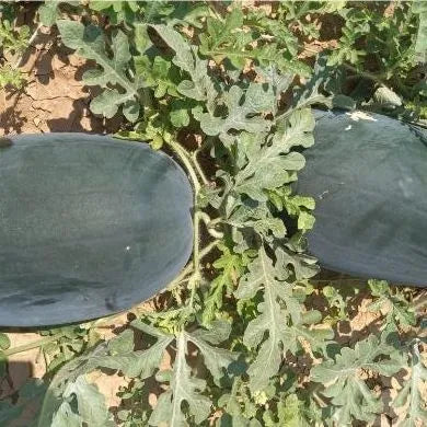 Vigorous Growth Hybrid Watermelon Semillas De Sandia For Sowing – Heirloom, Non-GMO, High Germination Organic Garden Seeds