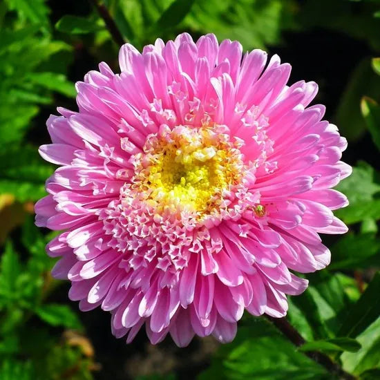 Vigorous Growth, Likes Moisture, Summer And Autumn Flowering, Ornamental Flower Callistephus heirloom non-gmo organic garden seeds