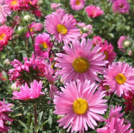 Vigorous Growth, Likes Moisture, Summer And Autumn Flowering, Ornamental Flower Callistephus – Heirloom, Non-GMO, High Germination Organic Garden Seeds