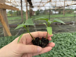 Vigorous Growth Pepper Mid Early Maturity Sweet Pepper For Sowing heirloom non-gmo organic garden seeds