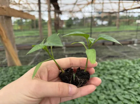 Vigorous Growth Pepper Mid Early Maturity Sweet Pepper For Sowing heirloom non-gmo organic garden seeds