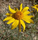 organic-yellow-rich-goldeneye-flower-seeds

