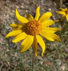 organic-yellow-rich-goldeneye-flower-seeds

