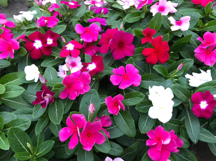 Heirloom Non-GMO Vinca Flower Seeds for Planting – Mixed Colors, Easy-Grow Annual Blooms