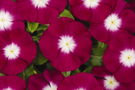 Vinca Burgundy Halo Imported heirloom non-gmo organic garden seeds