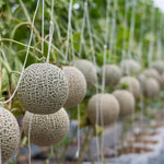 Muskmelon plant on a vine in a vegetable patch