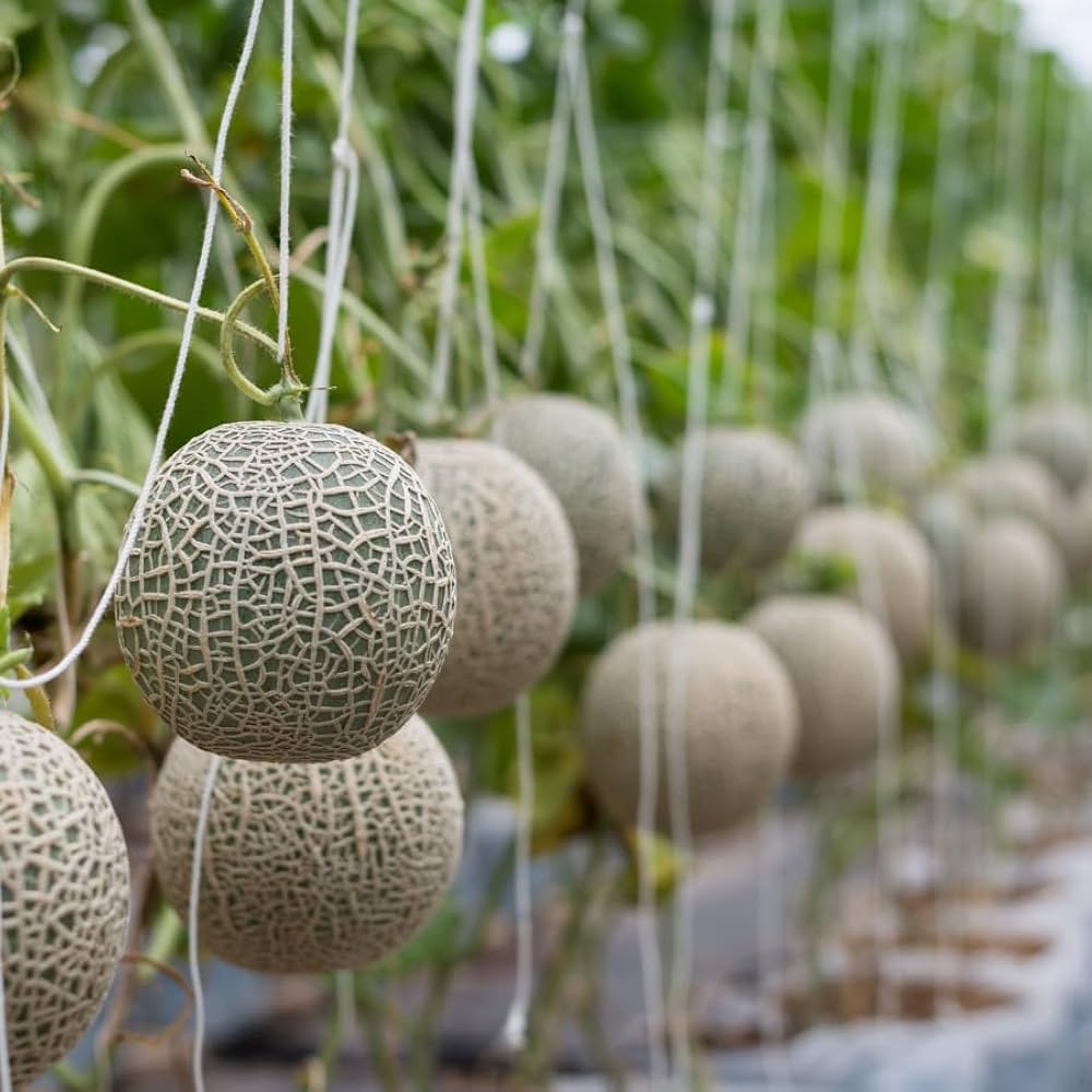 Muskmelon plant on a vine in a vegetable patch