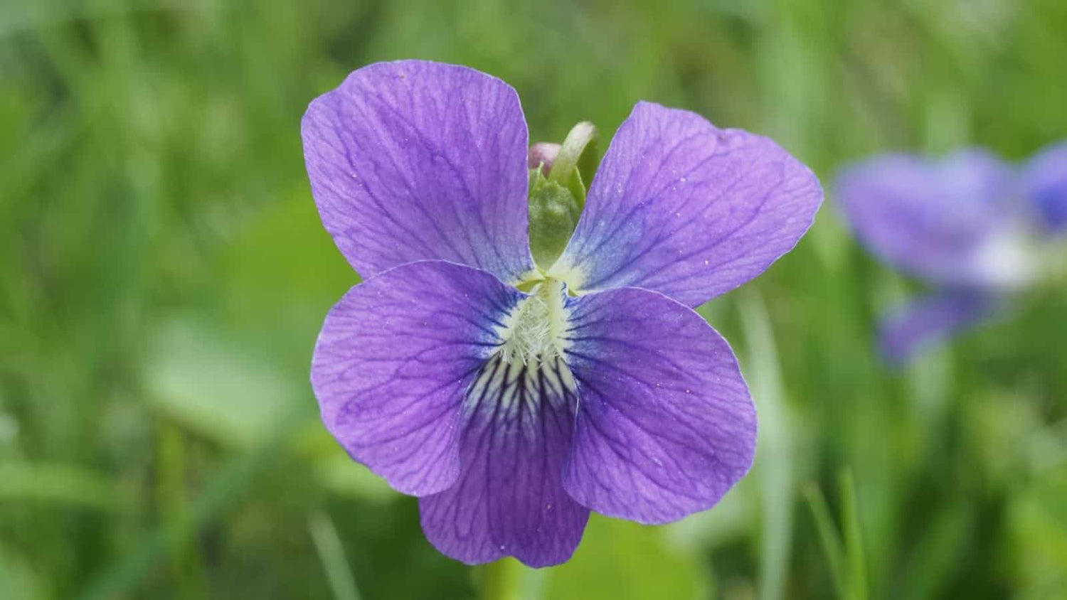 Sweet Violet Flower Seeds