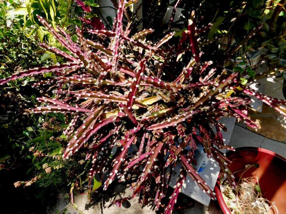 Stunning Violet Rhipsalis Lepismium trailing from an indoor hanging basket.