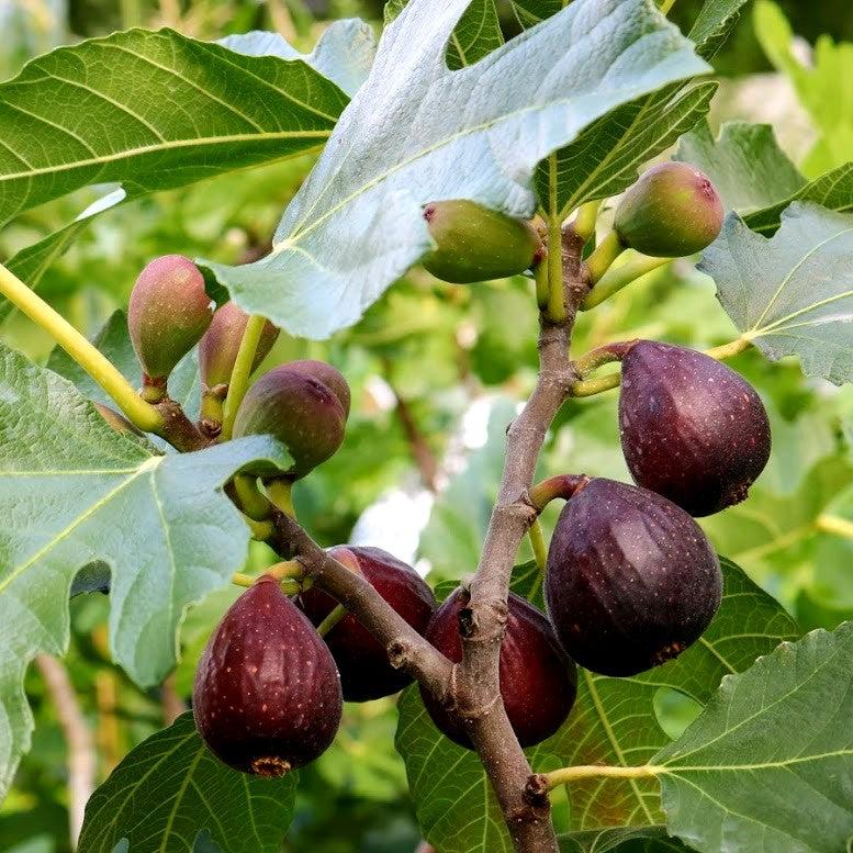 Ficus Violette de Bordeaux Fig Seeds