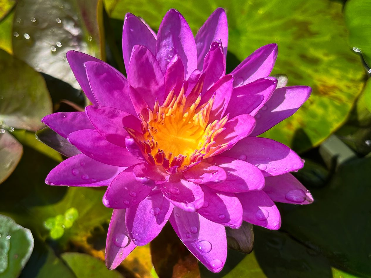 Violicious Water Lily