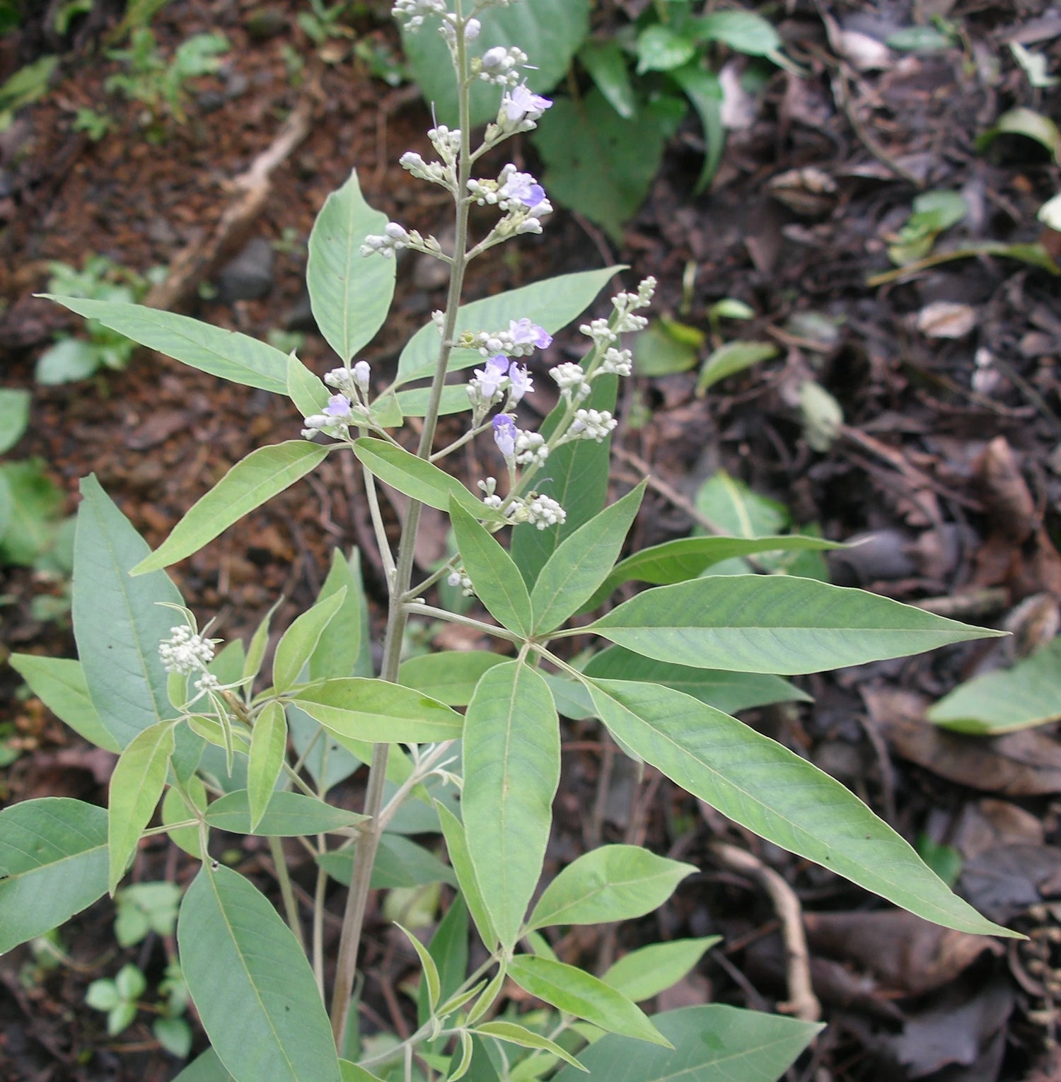 Nirgundi Plant Seeds for Planting-Heirloom & Non-GMO Seeds for planting – Fresh Herb for Your Garden