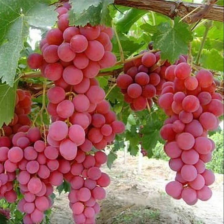 Grape seeds for planting, high-quality Vitis vinifera vineyard seeds