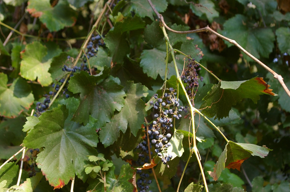 Usakhelauri Grape (Vitis vinifera) – A Rare Georgian Grape with Sweet, Aromatic Flavor