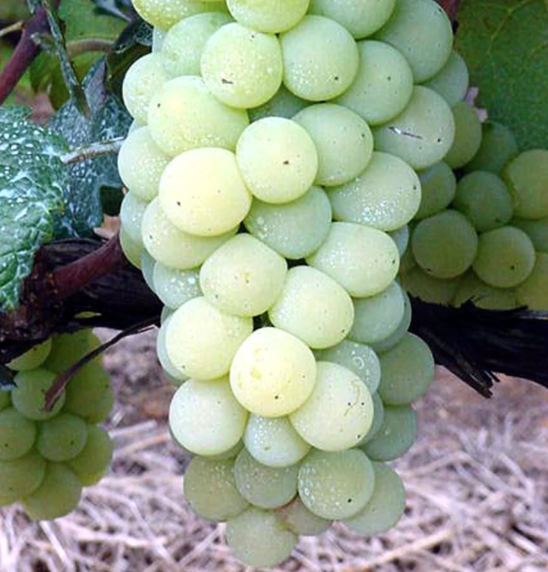 Vitis Labrusca Niagara Grape Seeds