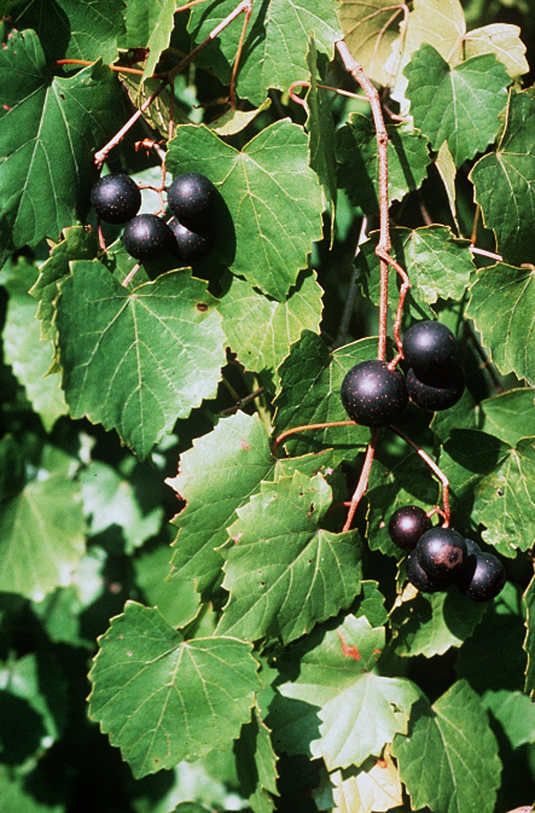 Muscadine Grape (Vitis rotundifolia) Seeds