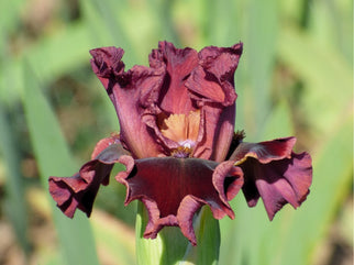 Volandro Intermediate Iris