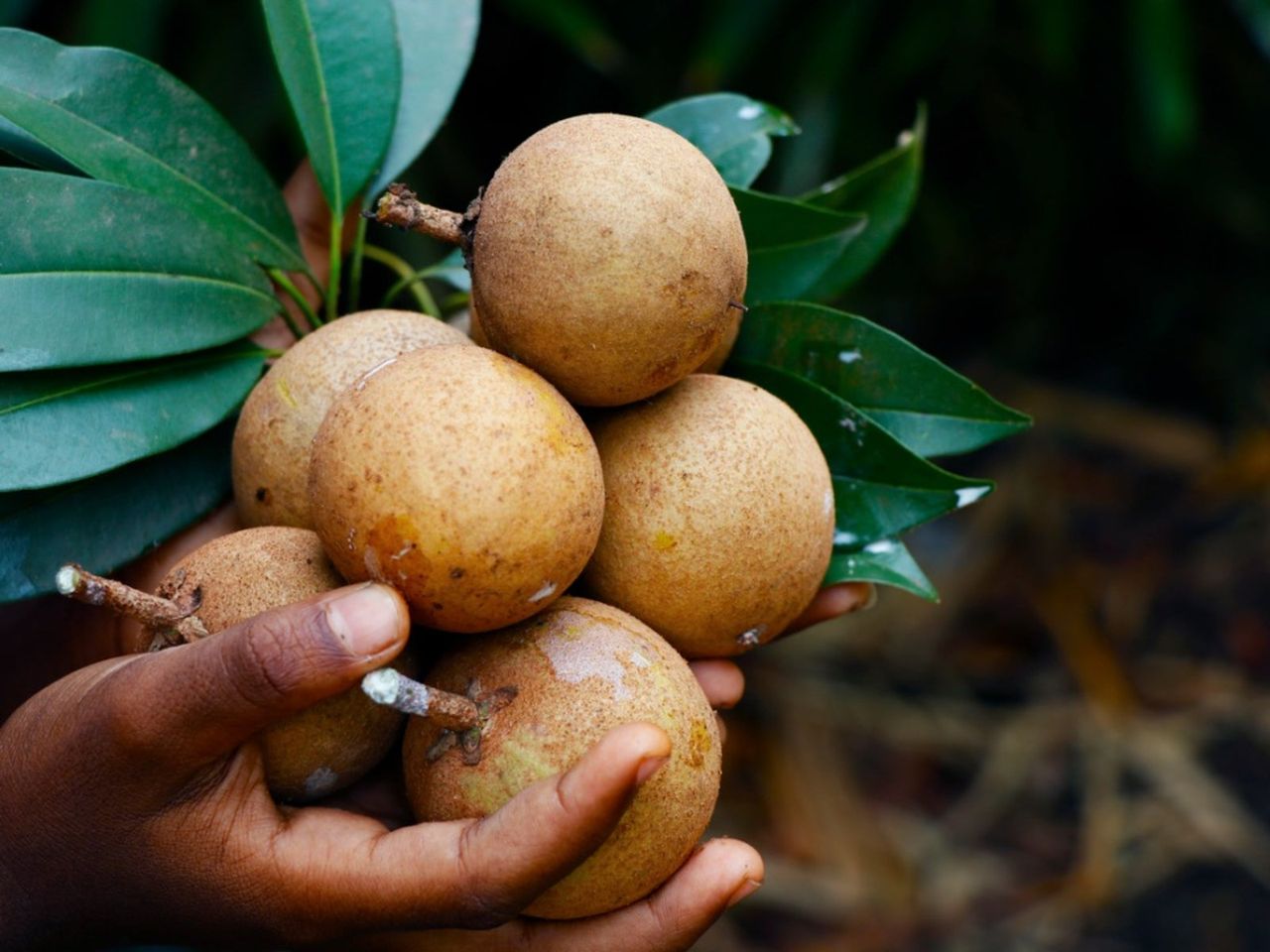 Sapodilla – Sweet and Nutritious Tropical Fruit